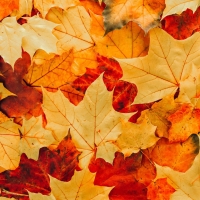 Guild Gallery Fall Exhibit: Color &amp; Light